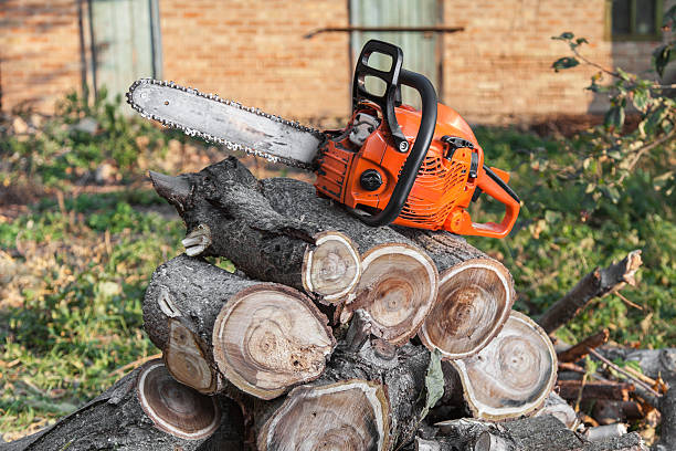 The Steps Involved in Our Tree Care Process in Bedford, VA